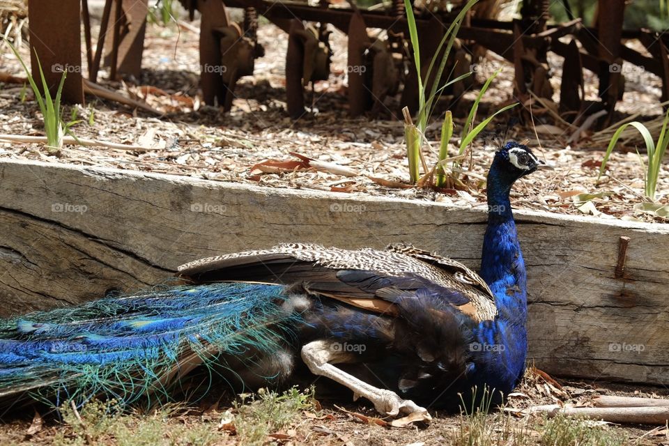 Resting Peacock 