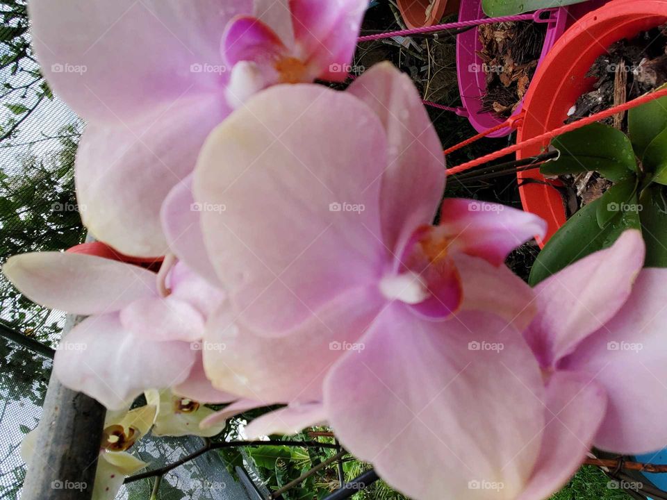 exotic orchids