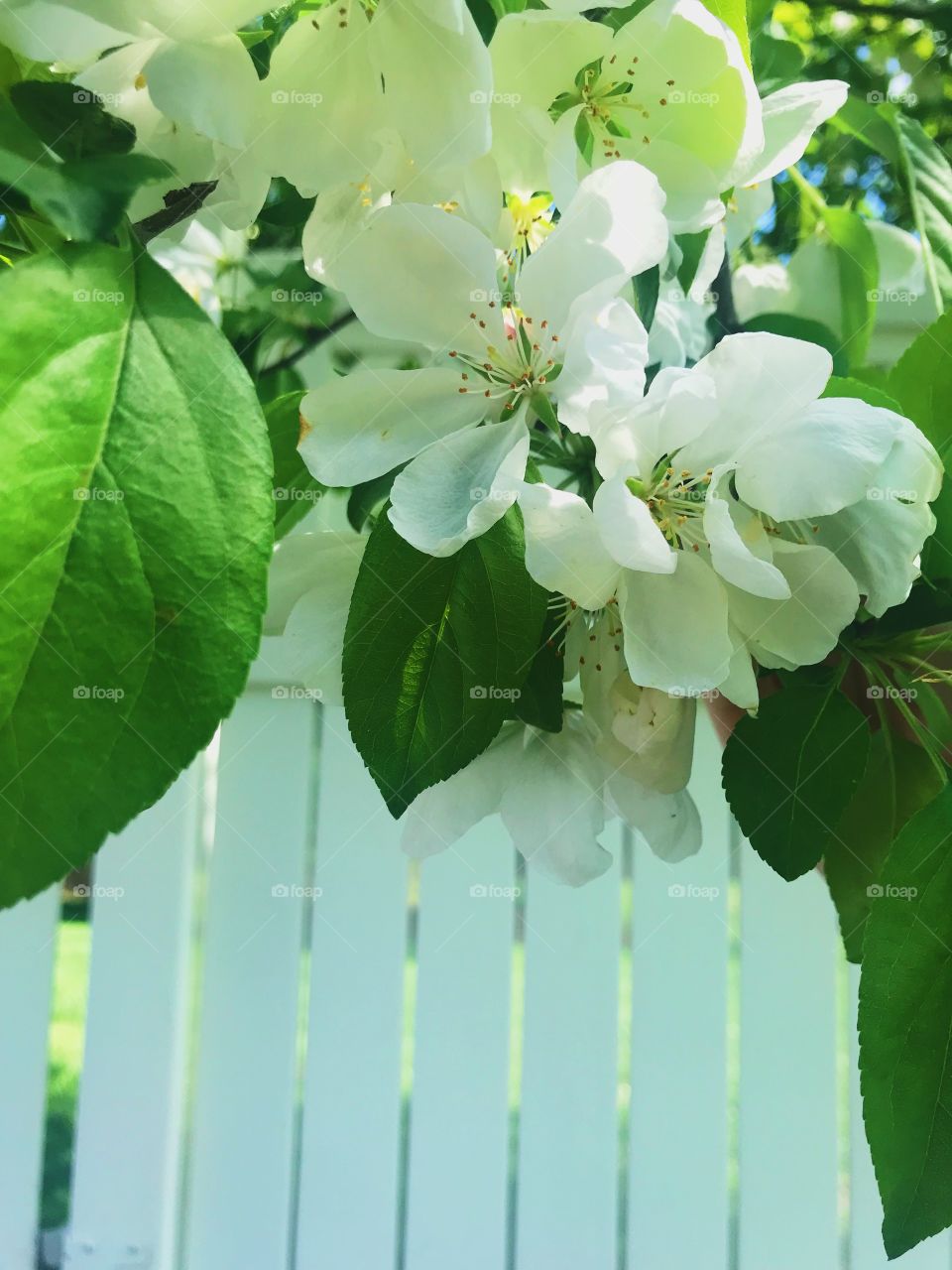 White flowers hanging on a tree paired with bright green leaves in front of a white fence. 