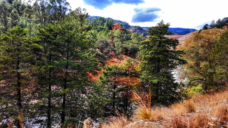 trees, nature,landscape, foliage, colorful, sky, clouds, green, grass, forest, Brown