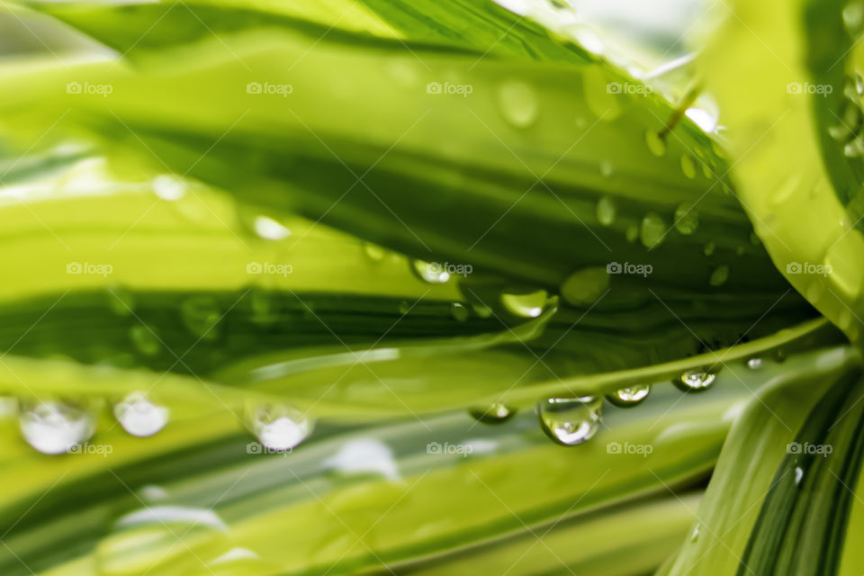 water droplets on the leaves