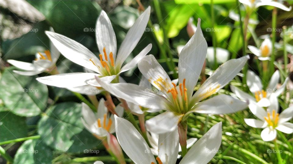 white flowers