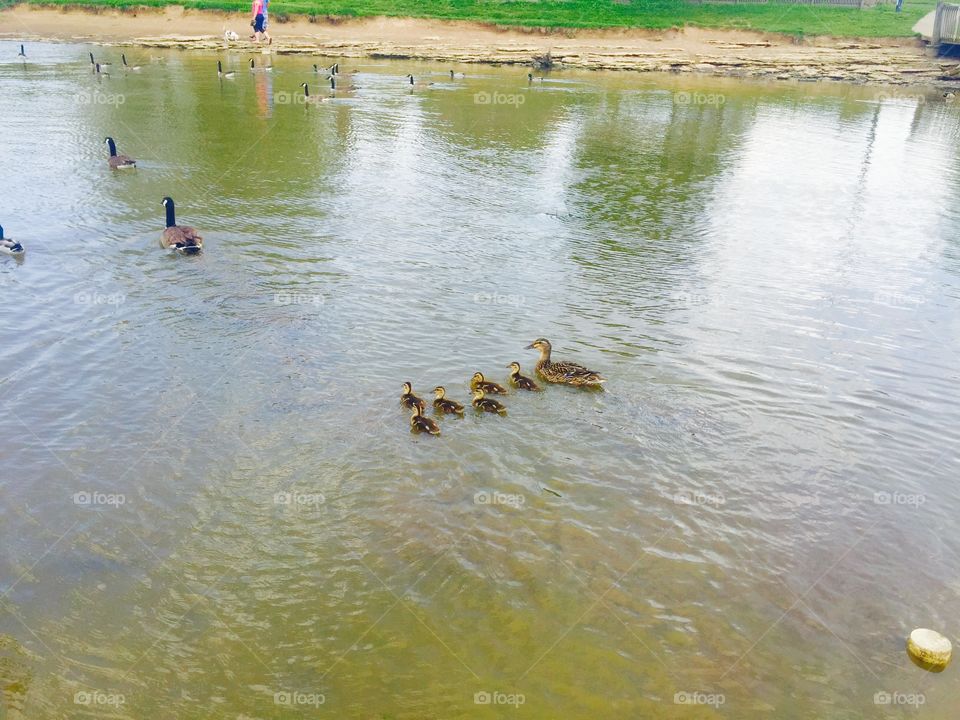 Ducklings