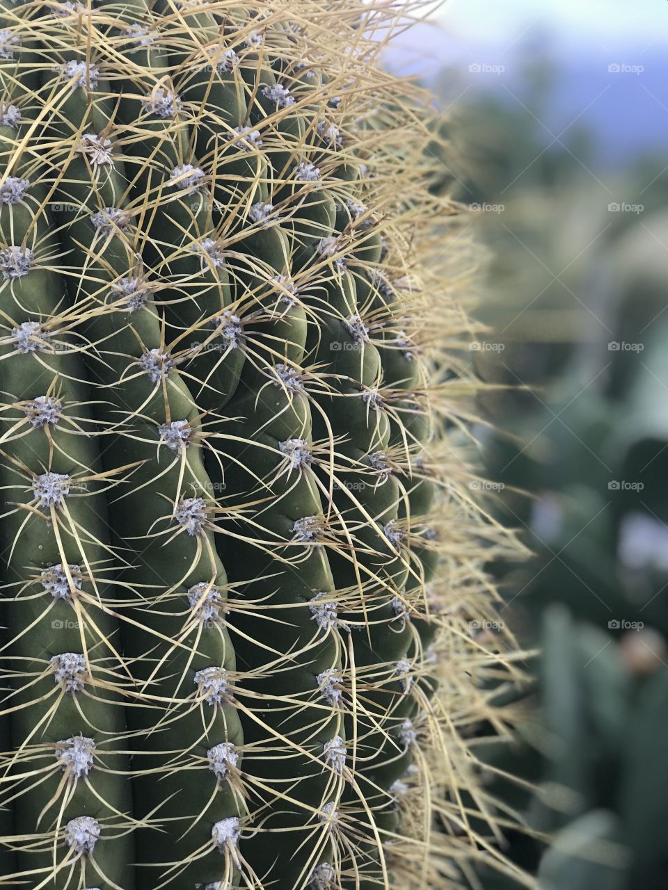 Cactus en estación otoñal 