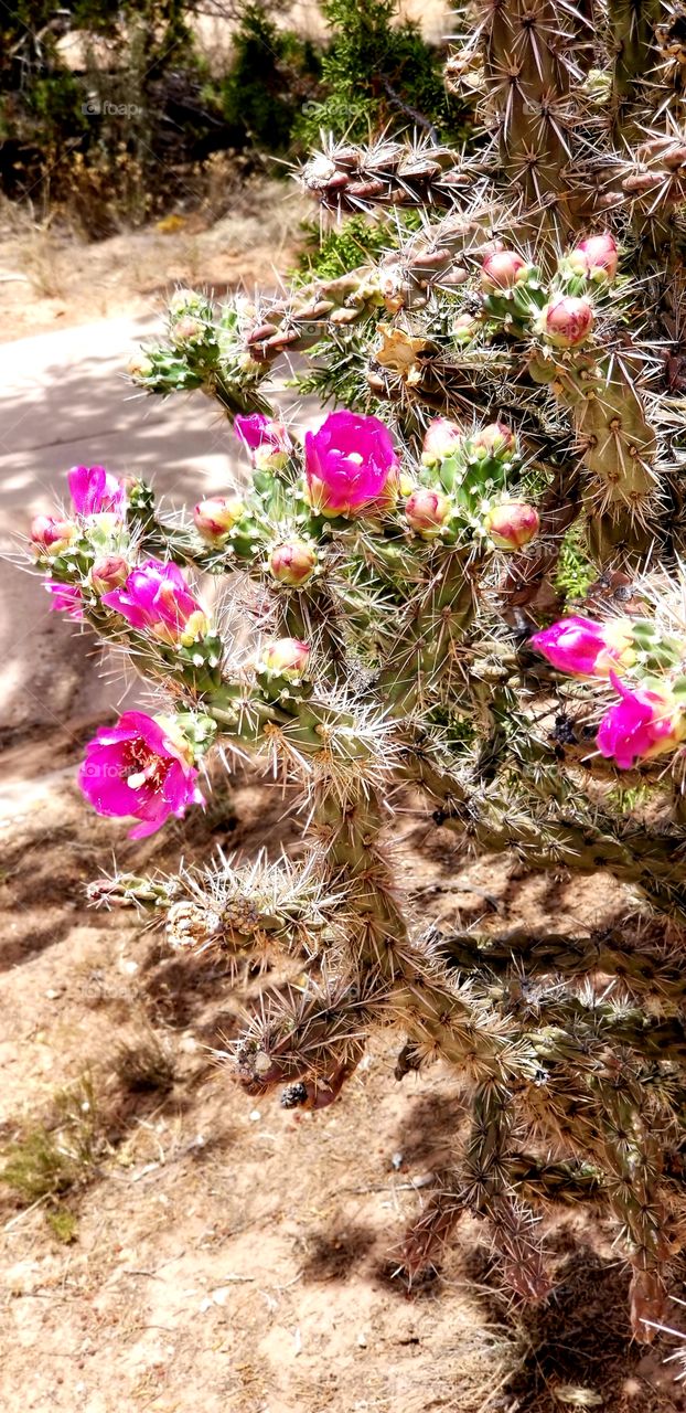 NM desert flowering cactus.