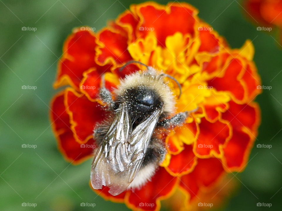 a bumblebee on a marigold blossom