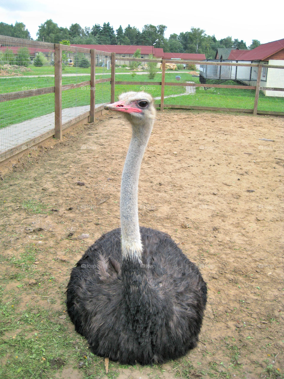 Ostrich 