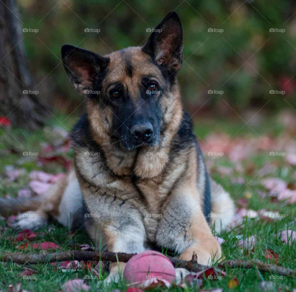 Alpha the German shepherd