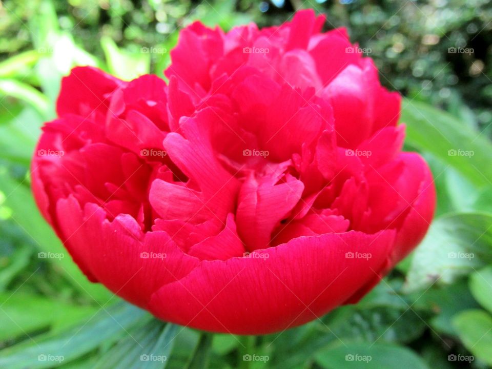 Peony flowering shrub growing in the garden