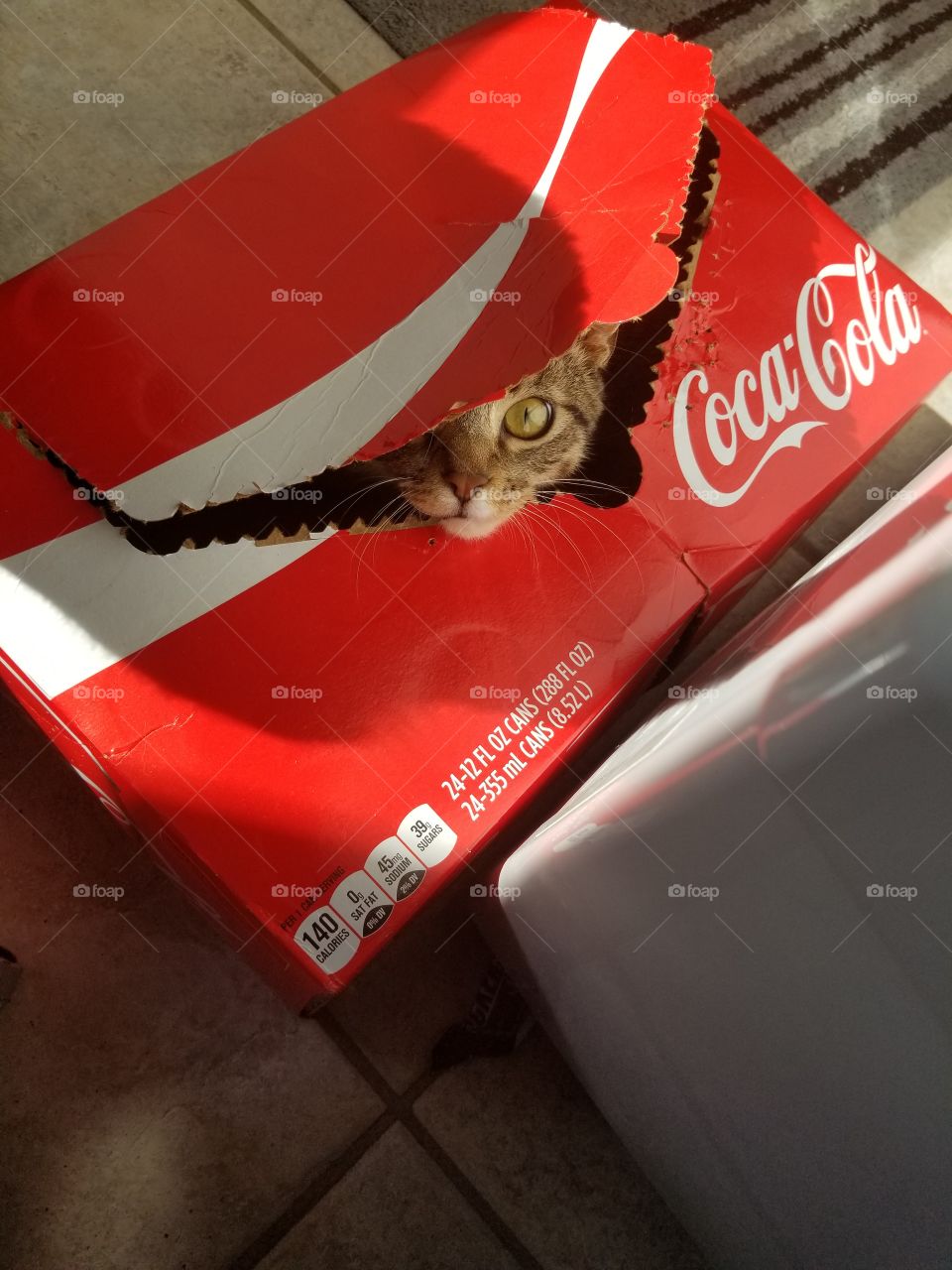 Peek-a-boo kitten in Coca Cola box, Grunt