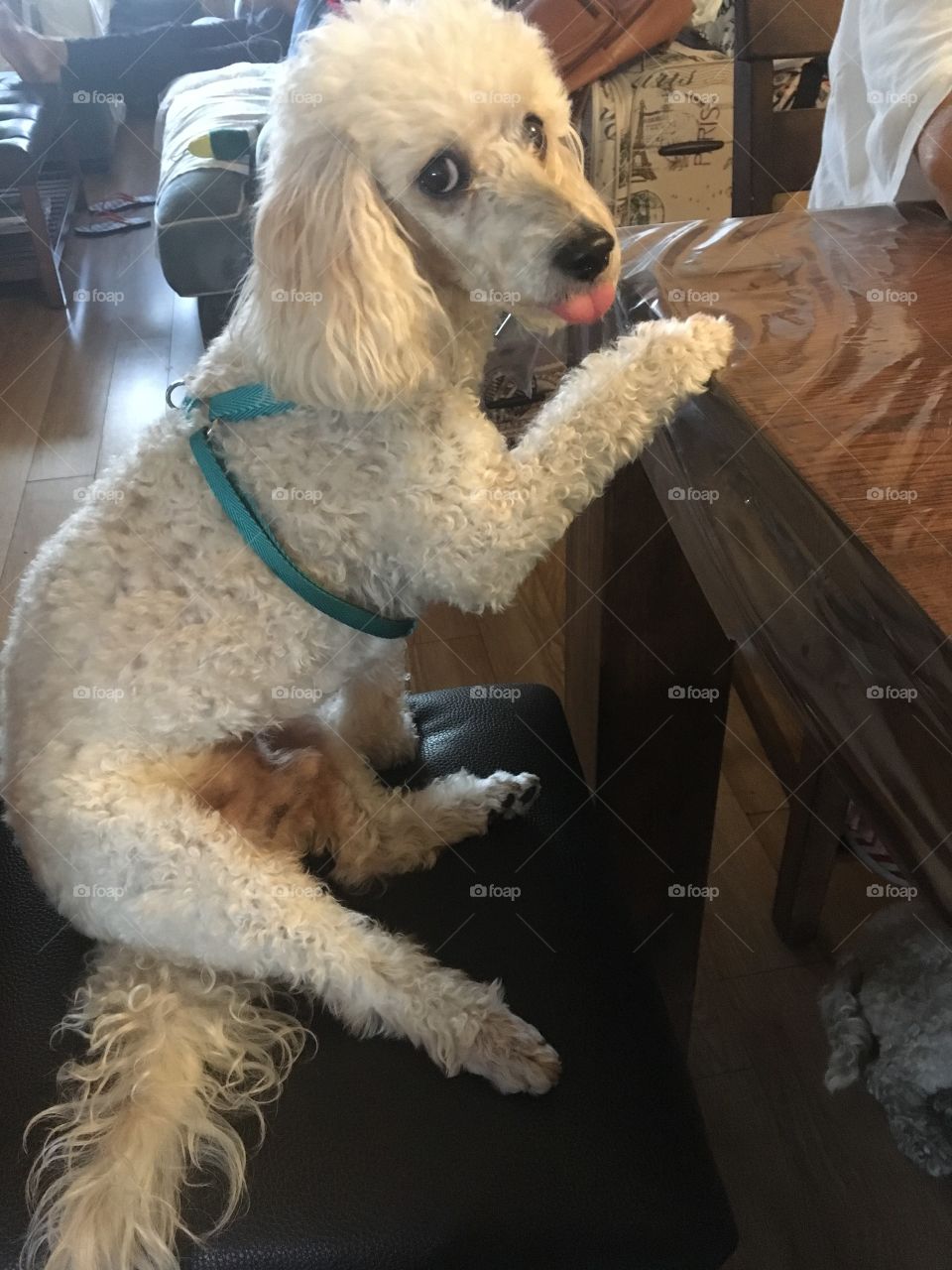 My cute poodle boy Goldie, captured him in a rare moment! It looks like he’s sticking his tongue out! He always puts his paw on the table whenever he wants something! We used to ask him now it’s his go to!