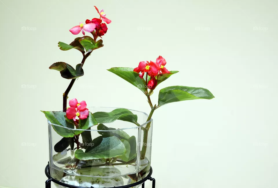 Begonia flowers