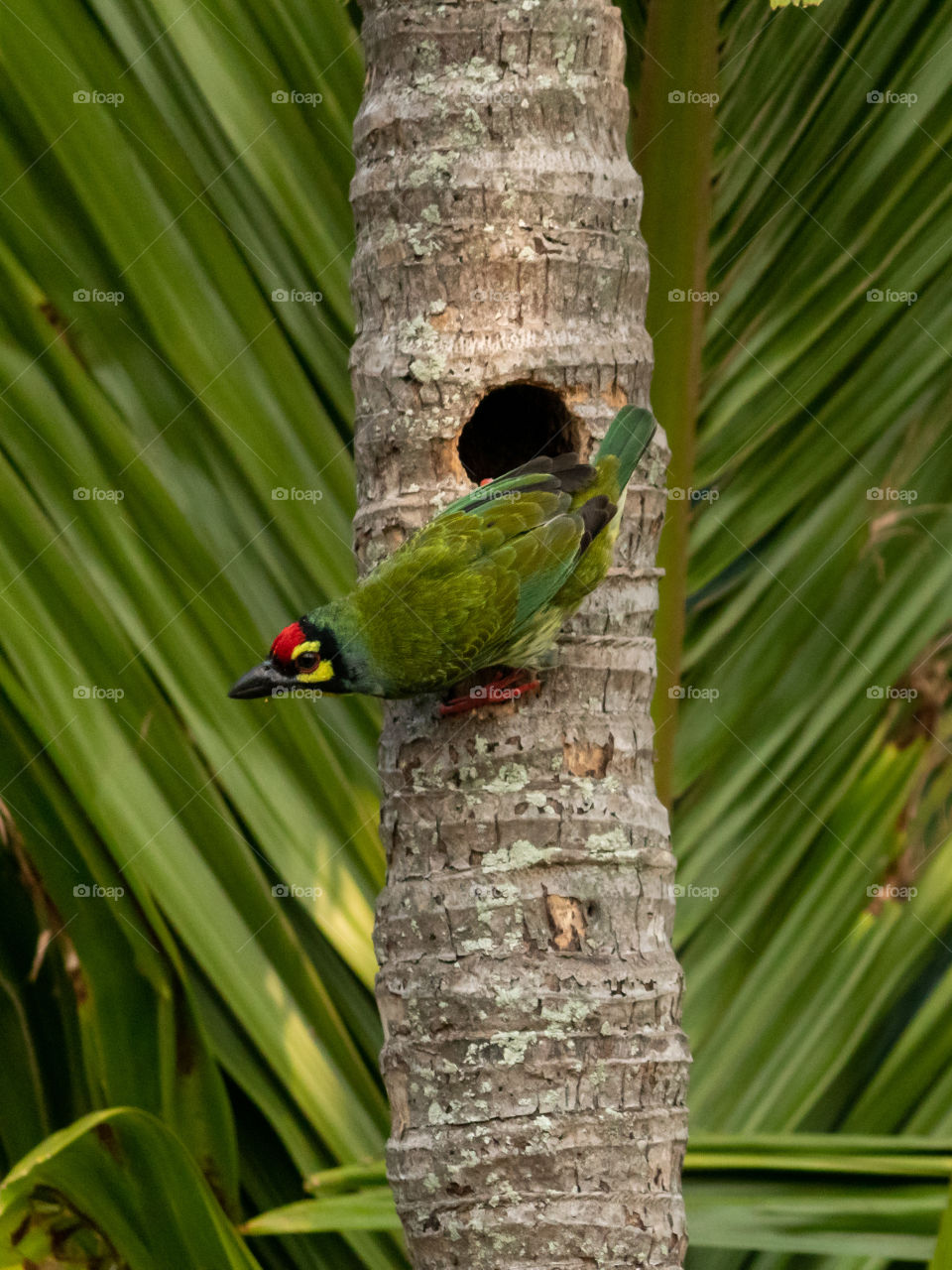 Blue-throated Barbet