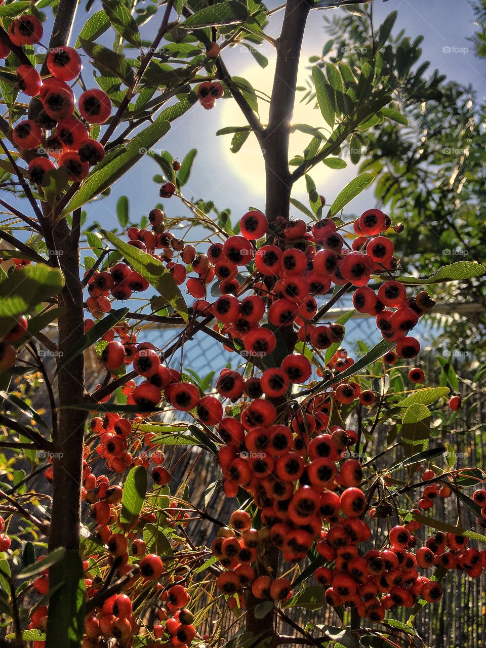 Berries in the sun 