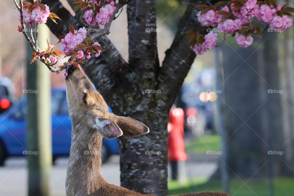 Hungry deer feeding on sakura flowers 