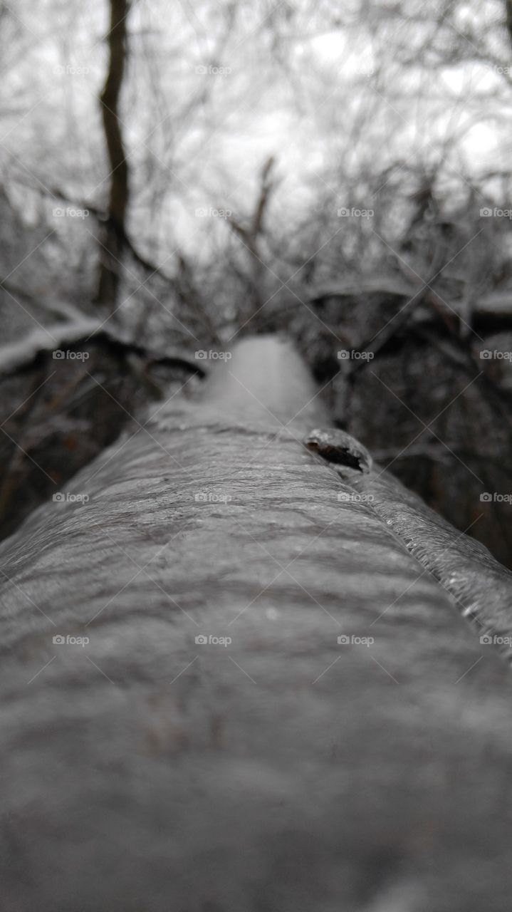 Ice Covered Fallen Log