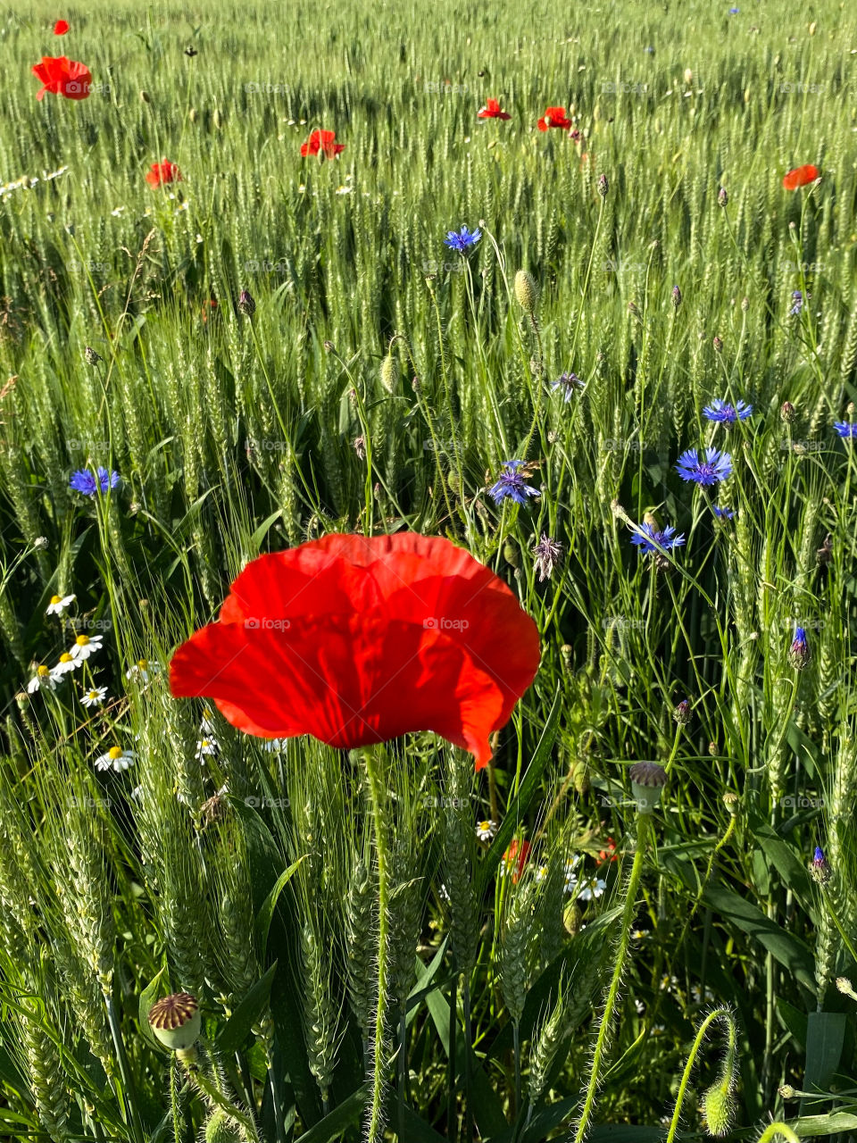 Mohn 