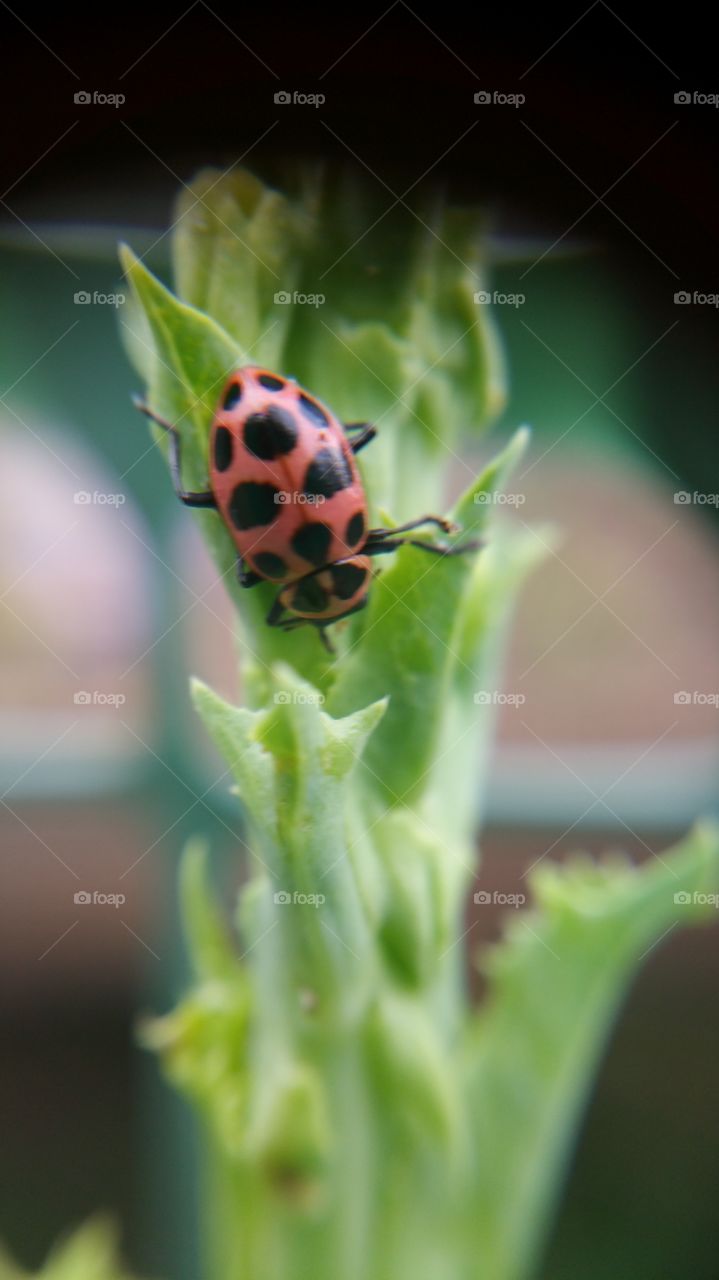 pink ladybug