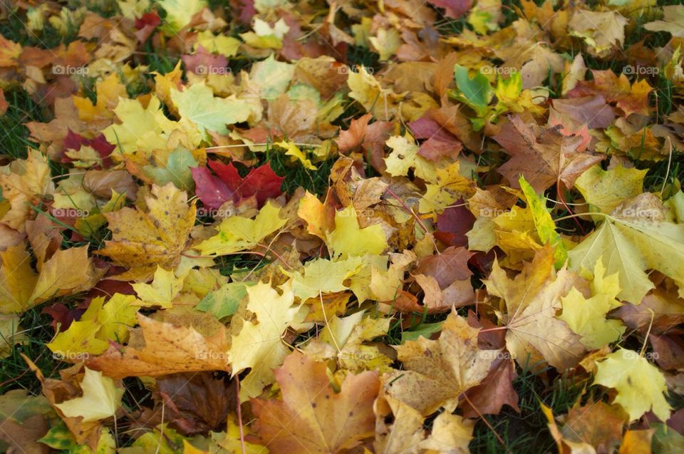 A carpet of autumn leaves.