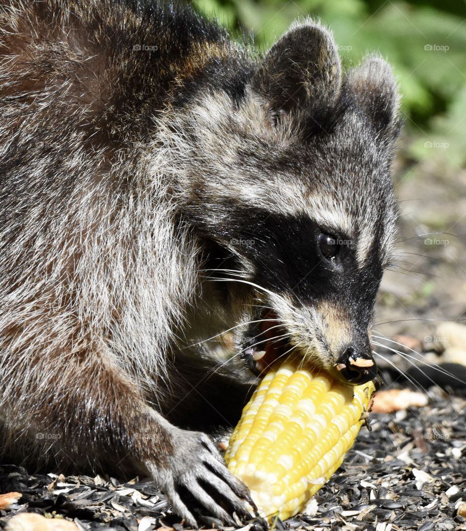 A raccoon eating corn in the cob 