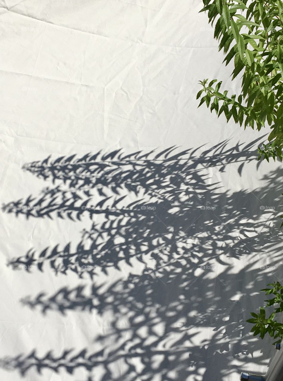 Shadows of plants