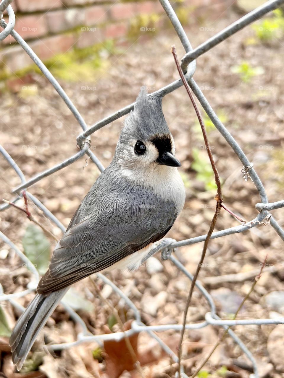 Closeup of tufted titmouse perching on chain link fence, looking back at the camera