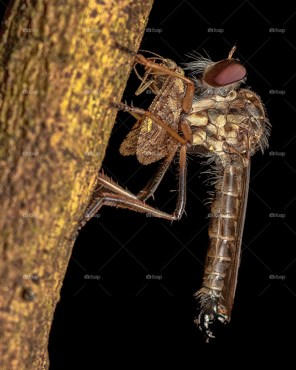 robberfly with prey