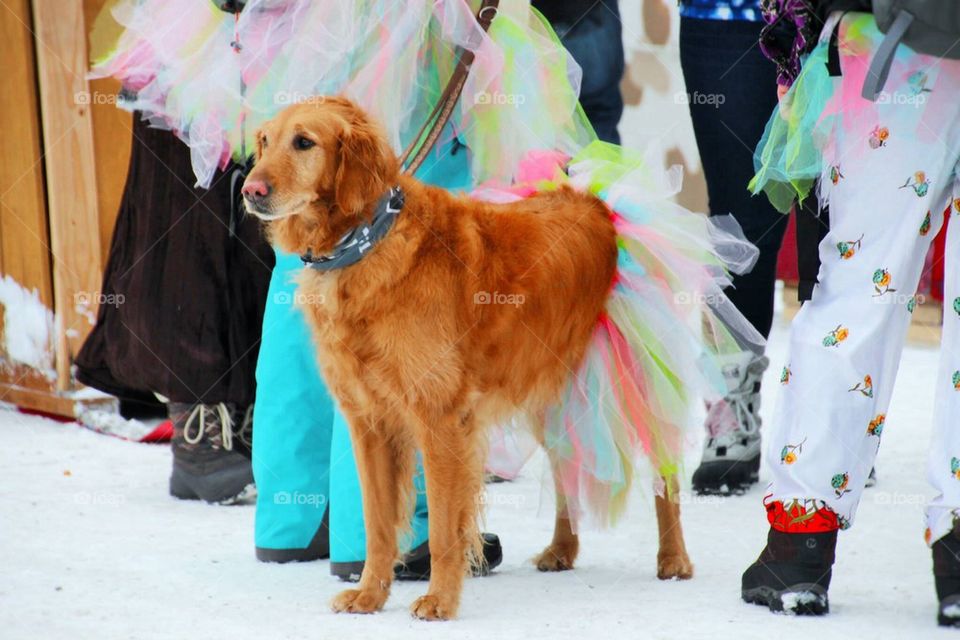 pet brown dog 