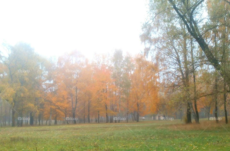 Fall, Tree, Landscape, Wood, Nature