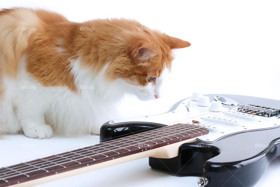 Cat plays guitar 