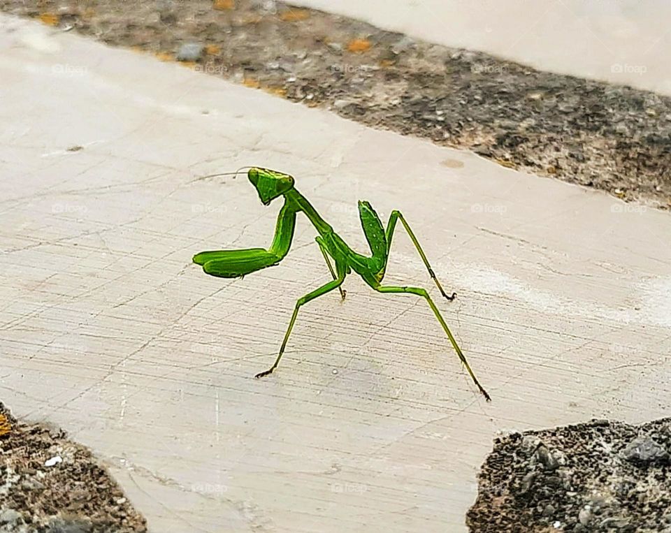 Una jovencita mantis verde mostrándose en posición desafiante, fue en el instante que me acerqué a ella para inmortalizarla en una de mis fotografías.