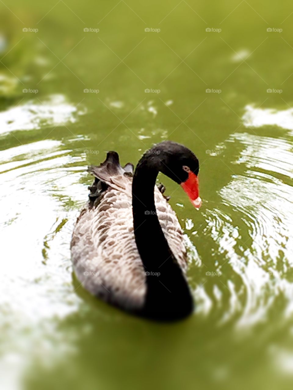 Black Swan Posing 