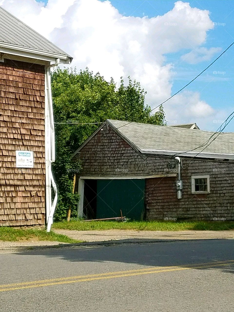 Road between two working barnstorming cows. Older shingles barns. Barns are roadside.