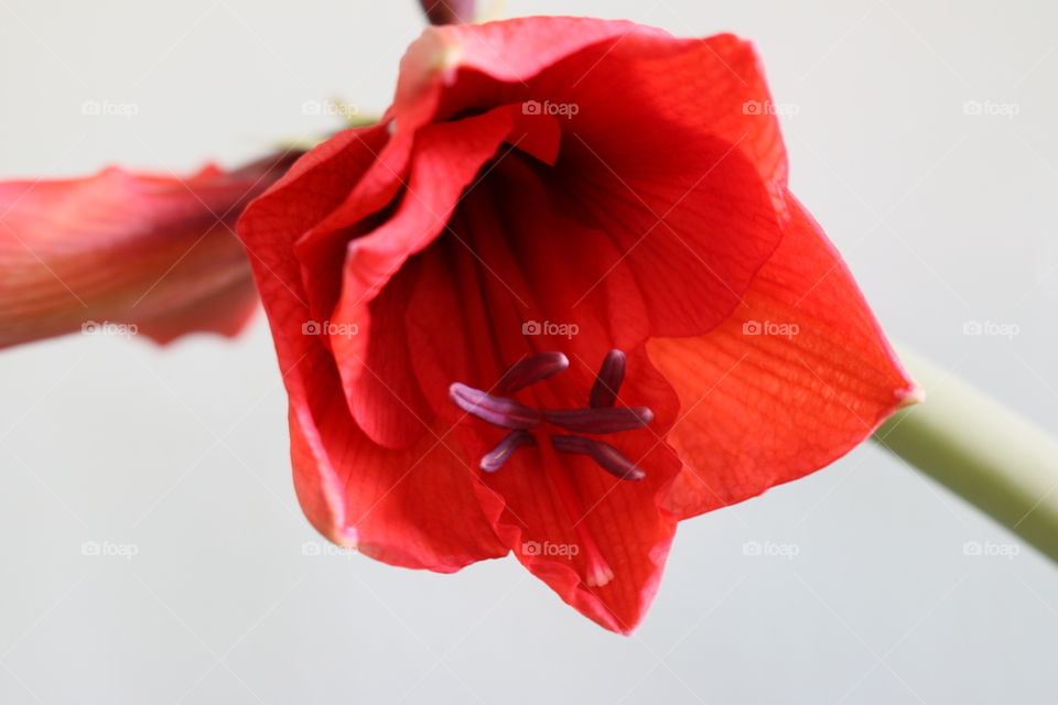 Amaryllis 