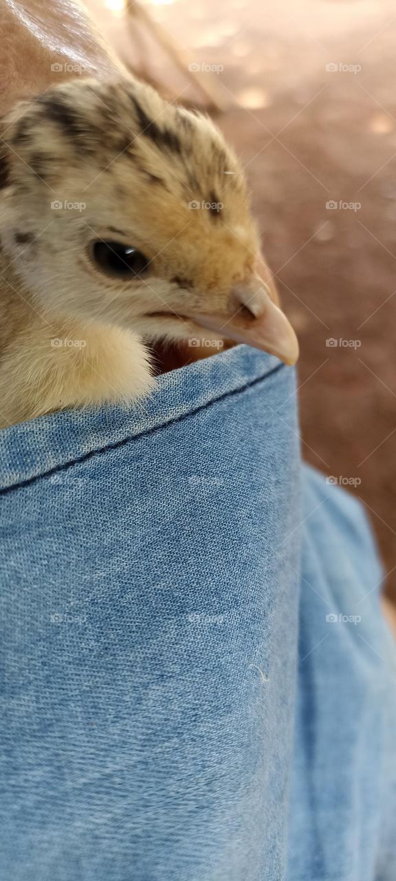 Three-day-old turkey