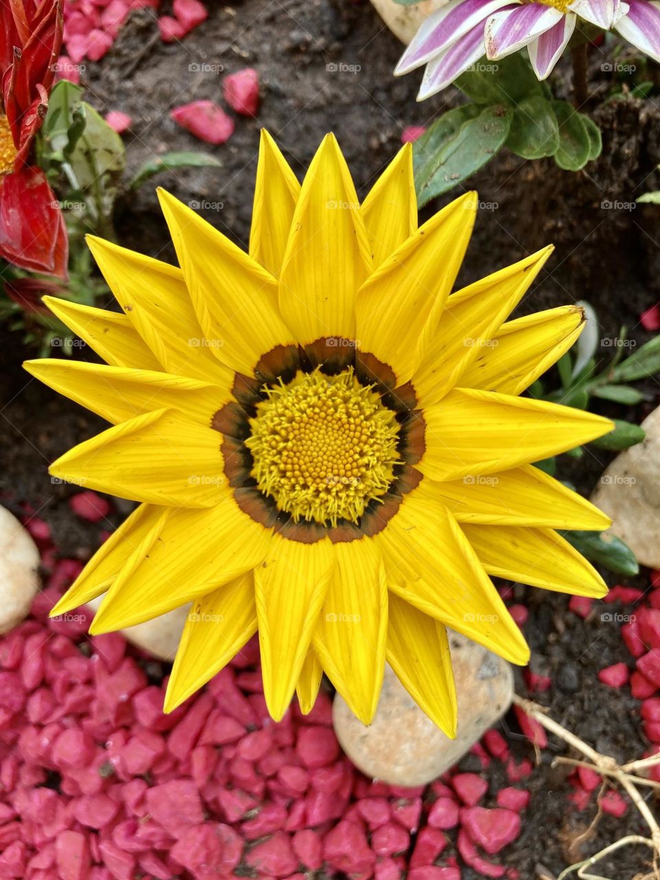 🇺🇸 The circular core of this flower called Ganzania is perfect.  What beautiful yellow petals! / 🇧🇷 O miolo circular dessa flor chamada ganzânia é perfeito. Que lindas pétalas amarelas!