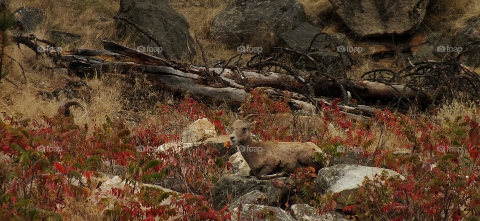 Big horn sheep in mountains in Canada 
