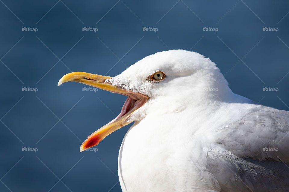 Portrait of a screaming seagull by the ocean 