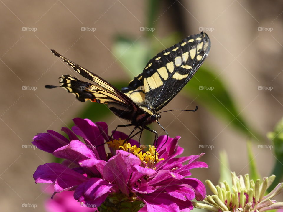 Yellow butterfly on bright color flower 