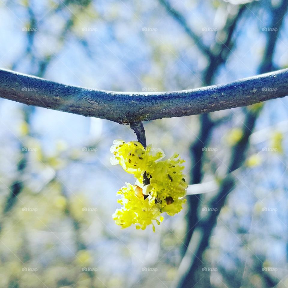 yellow flowering tree