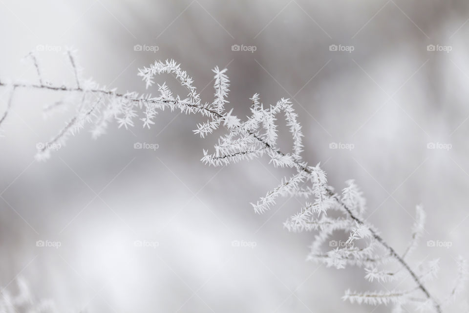 Frosted branch of the bush, closeup