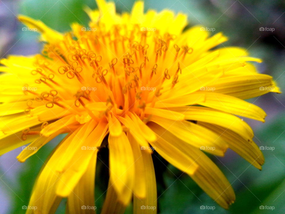 Yellow Flowers