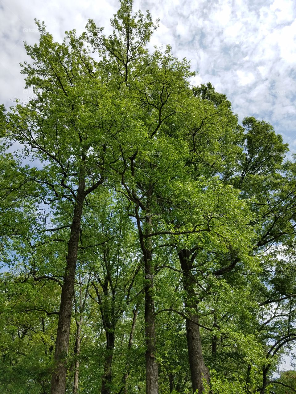 Trees Rule the Sky