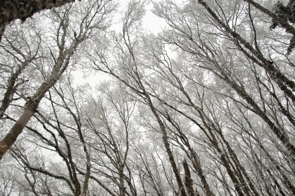 snow winter sky trees by bobmanley