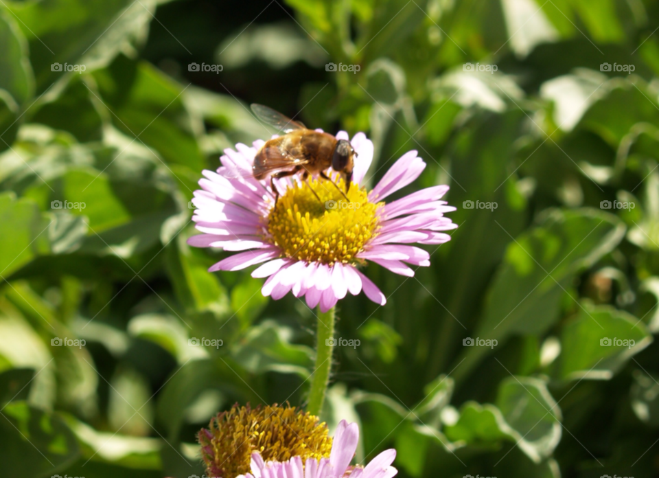 my garden closeup bug feeding by PhilC