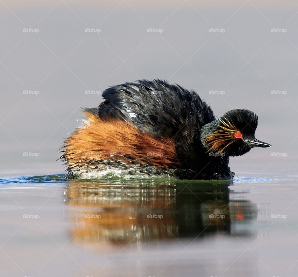 This is black necked grebe,i toke this photo in shahre kord iran