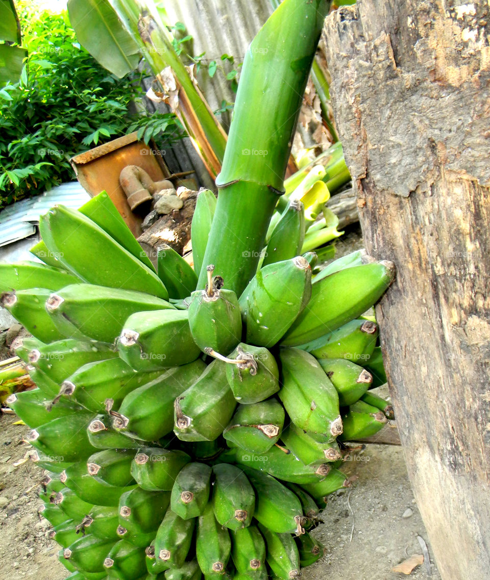 Fresh!! just cut from the tree , bananas