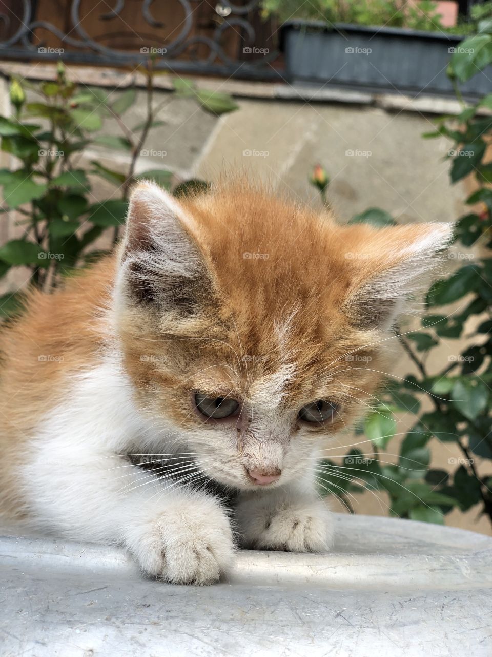 cat, ginger kitten