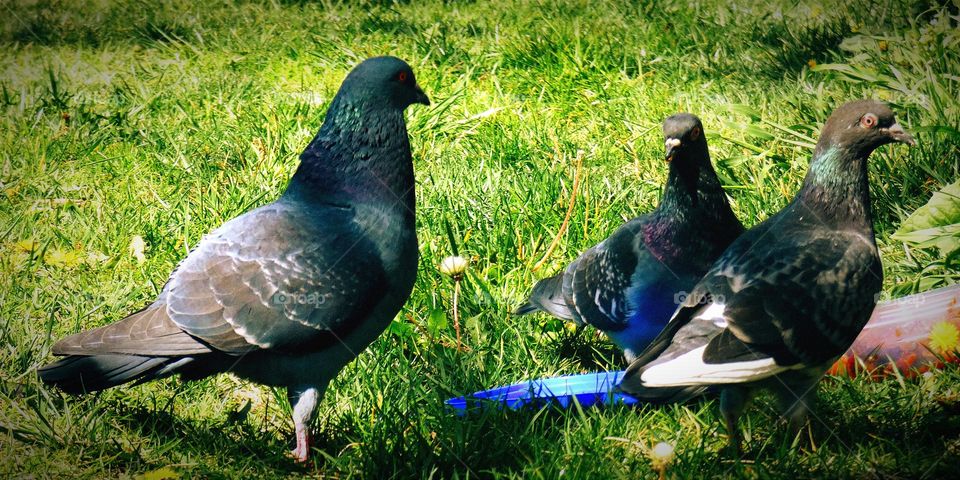 Pigeons picknick