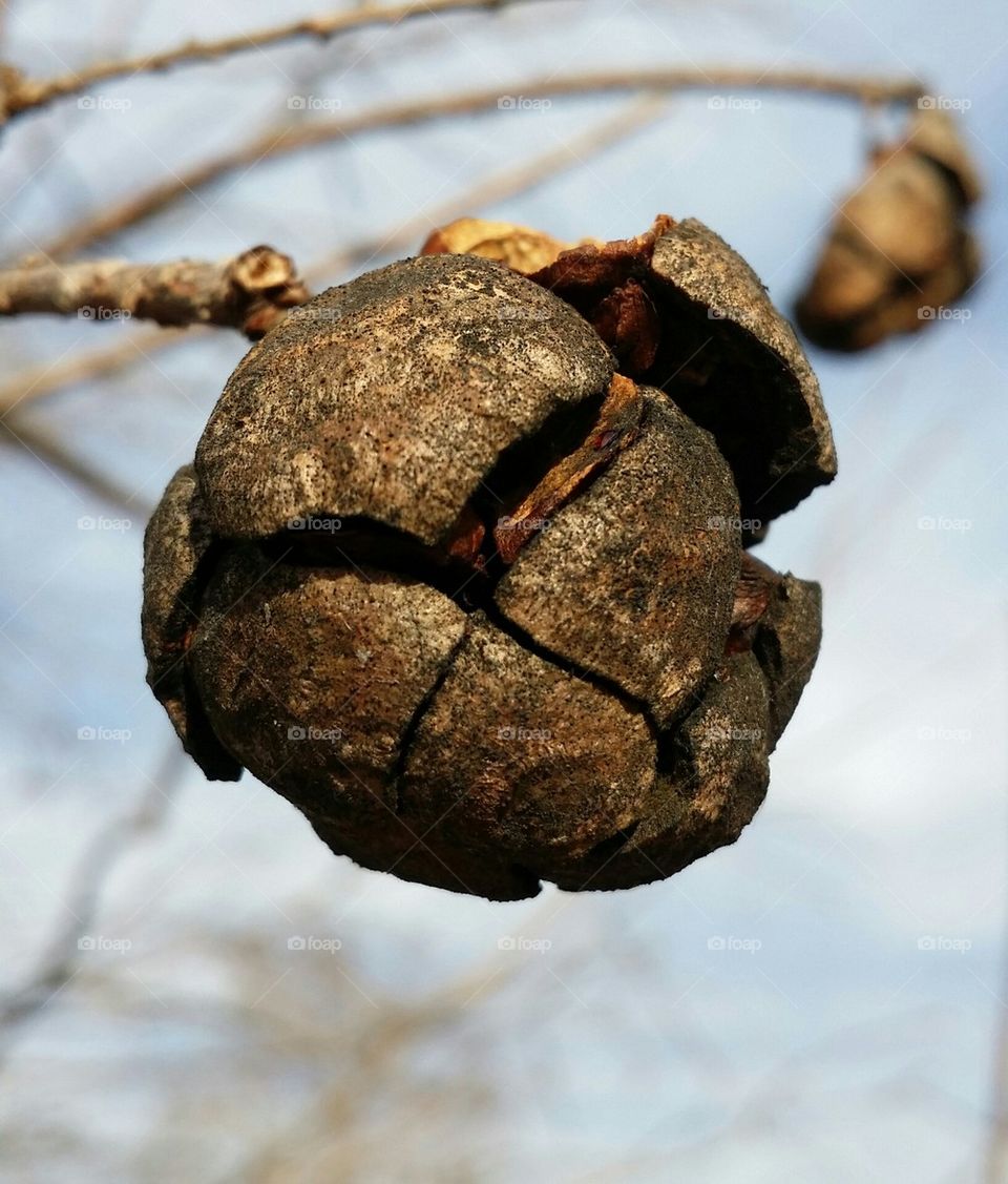 Cypress tree seed pod